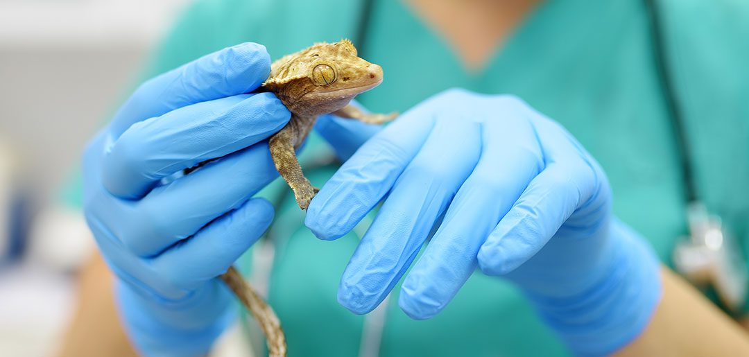 Veterinarian Examines Gecko
