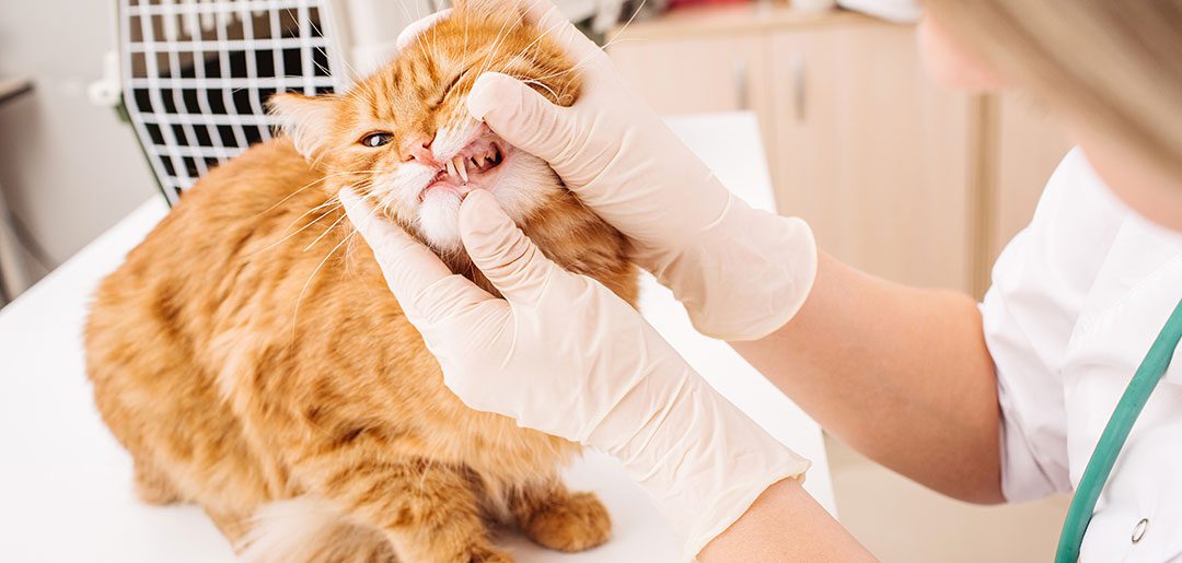 Veterinarian Examining Orange Cats Teeth