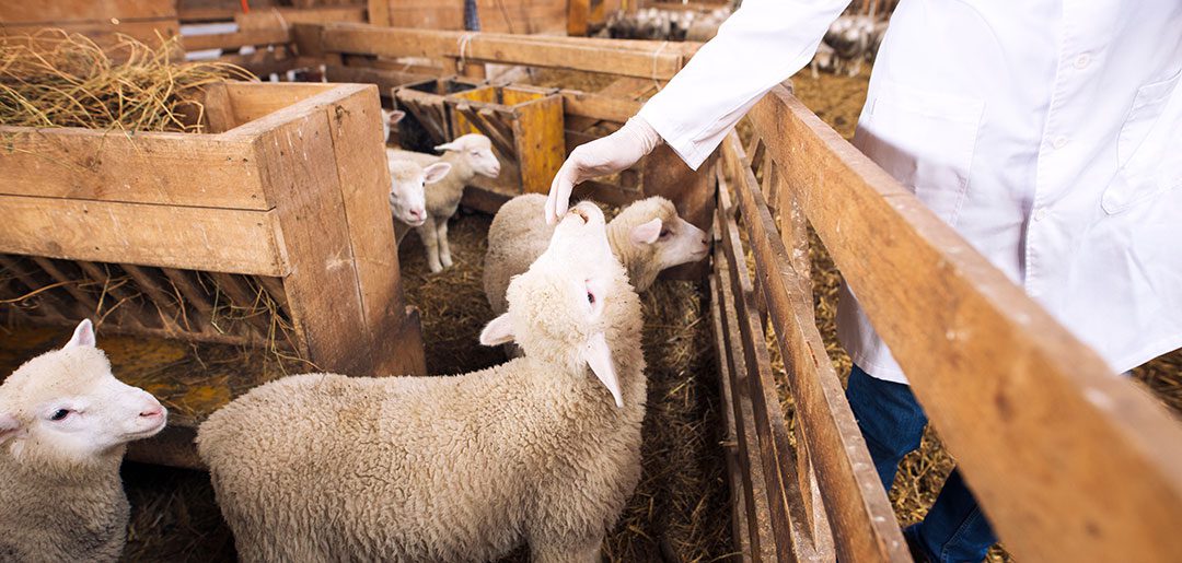 Veterinarian Examining Sheep