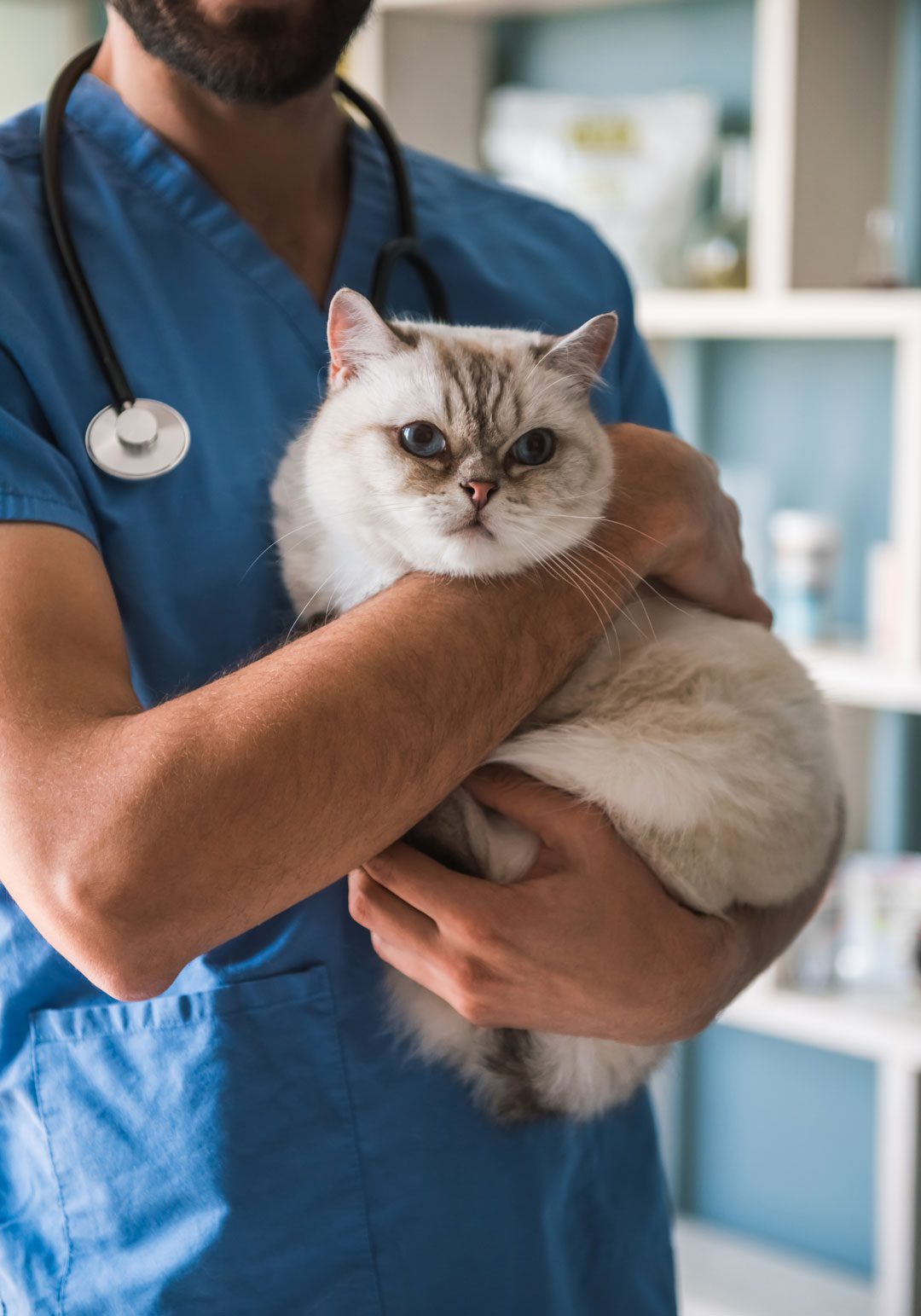 Veterinarian Holding A Cat
