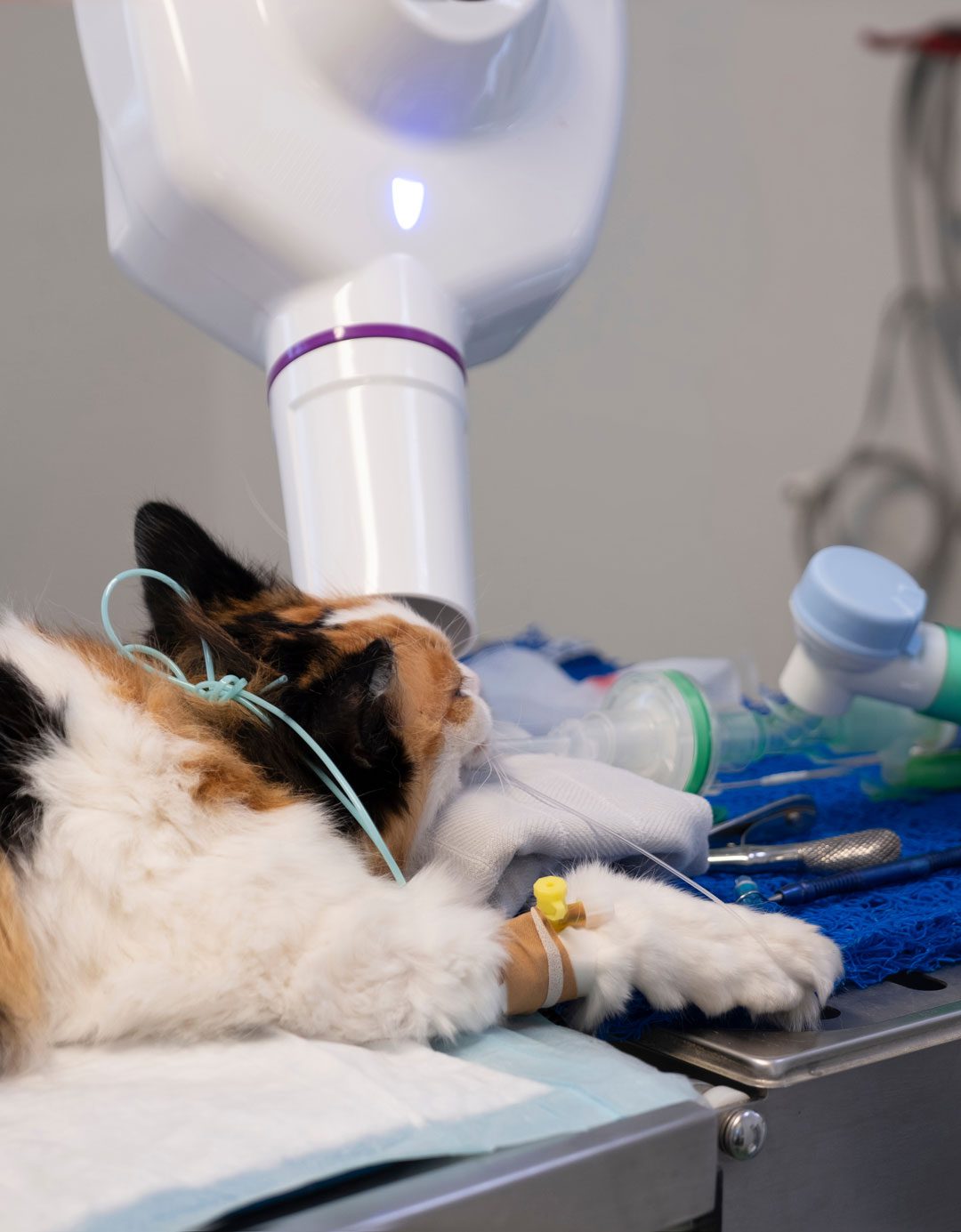 Cat Under Anesthesia During Dental X Ray Cat Under Anesthesia During Dental X Ray