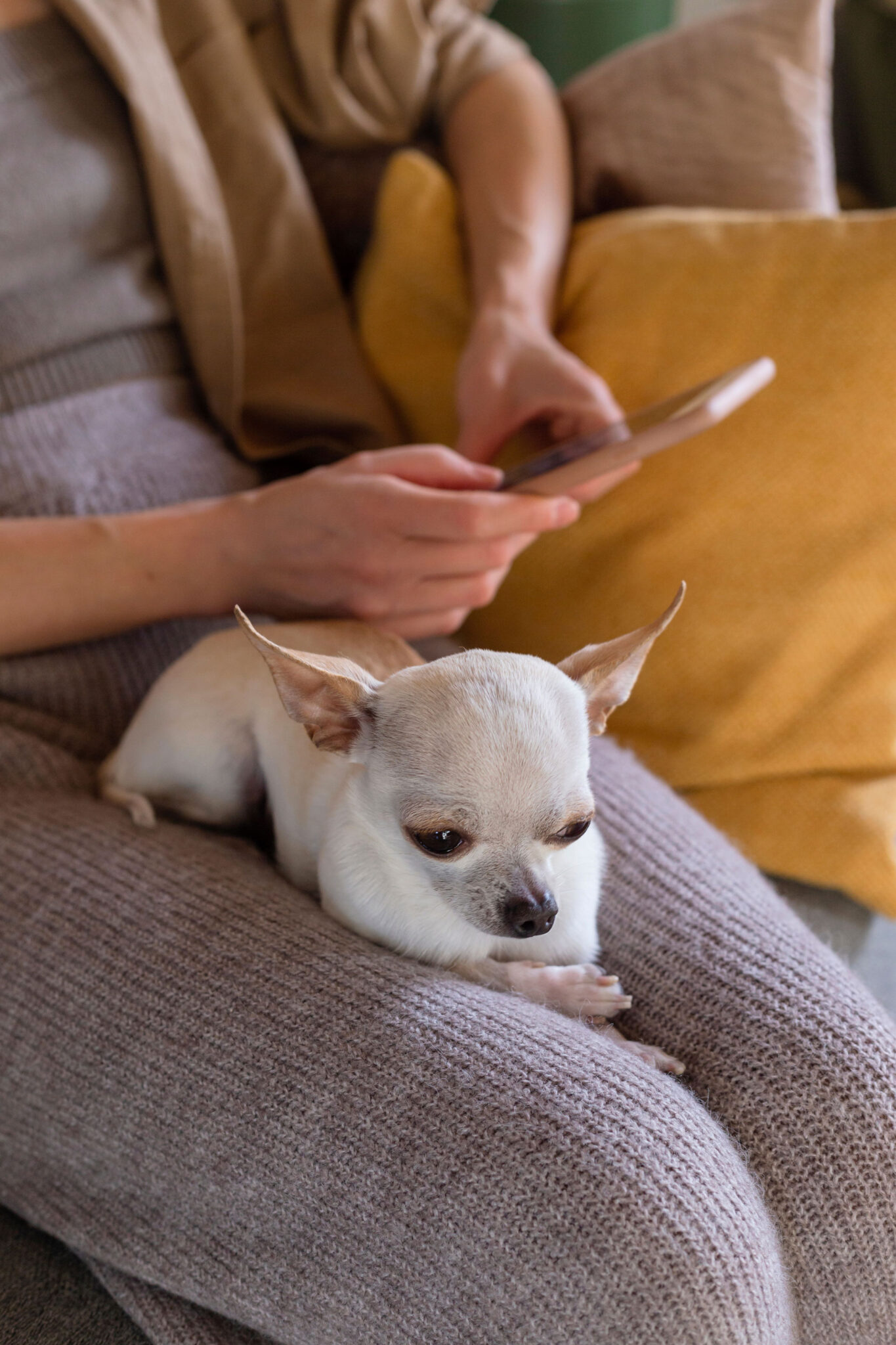 Chihuahua Sitting On Owners Lap