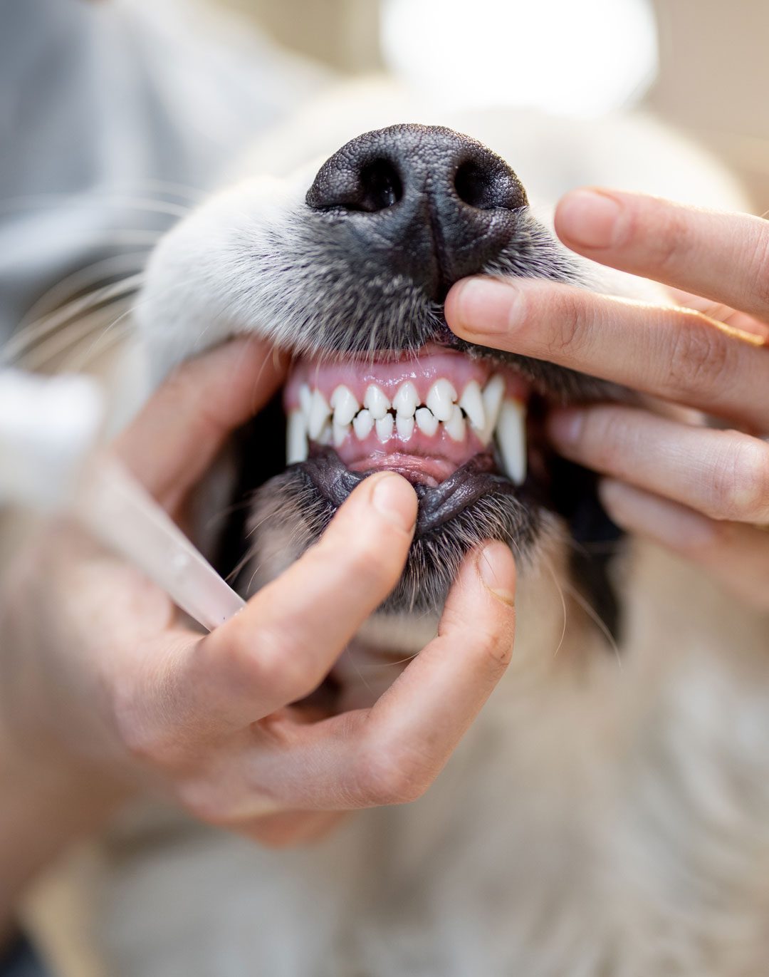 Examining Dogs Teeth Examining Dogs Teeth
