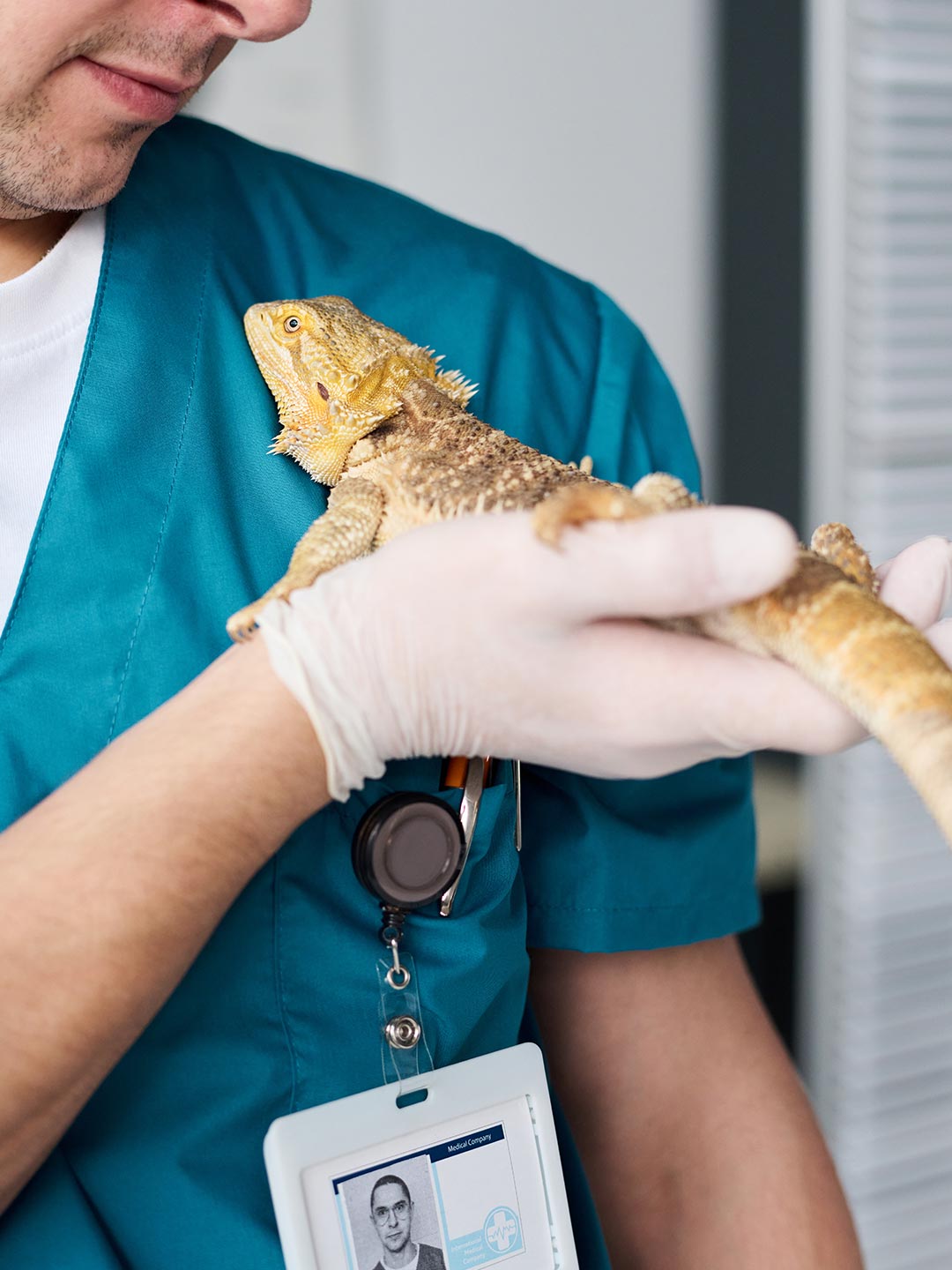 male veterinarian holding beaded dragon near shoulder