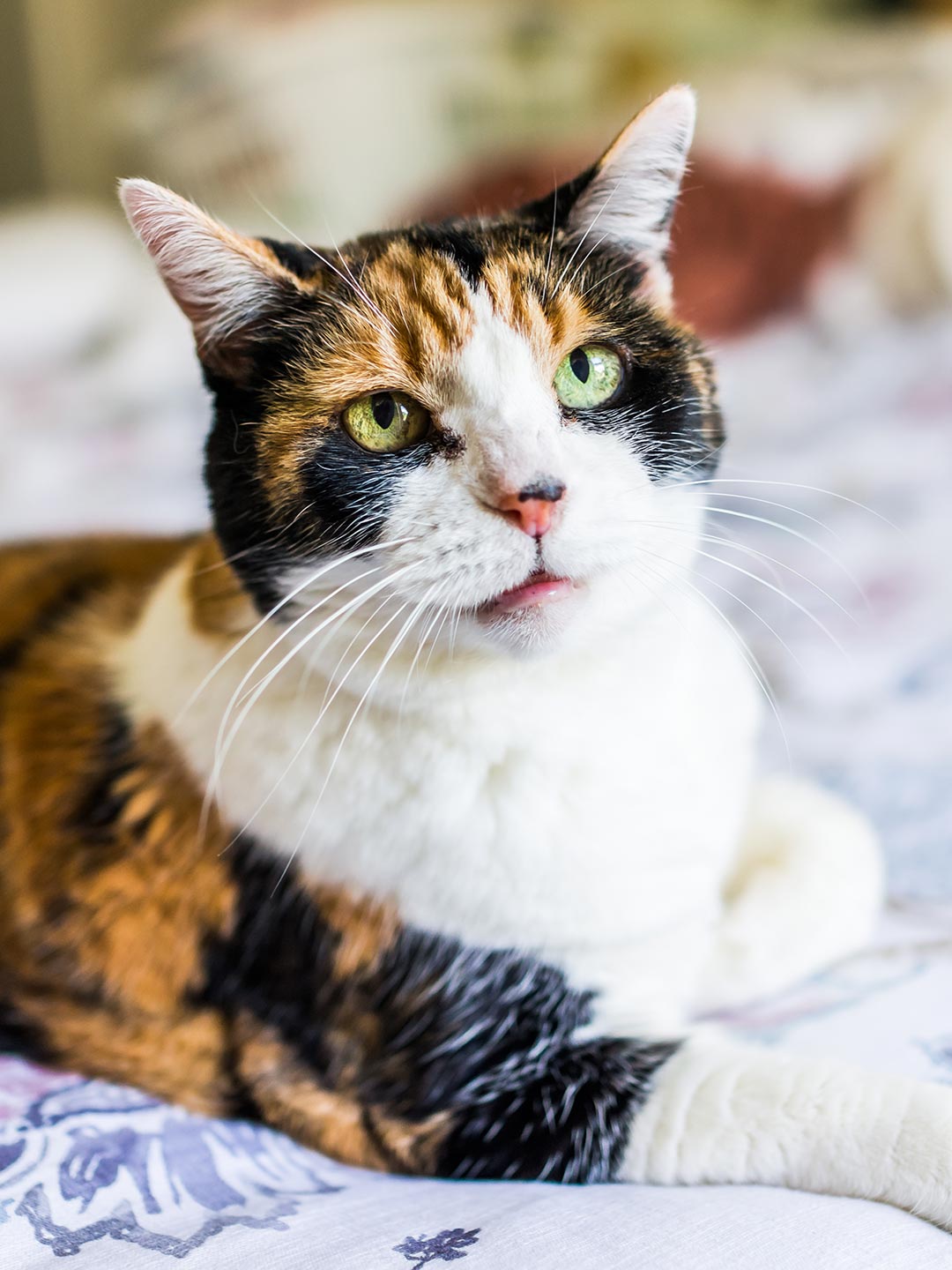 senior calico cat sitting on bed inside senior calico cat sitting on bed inside