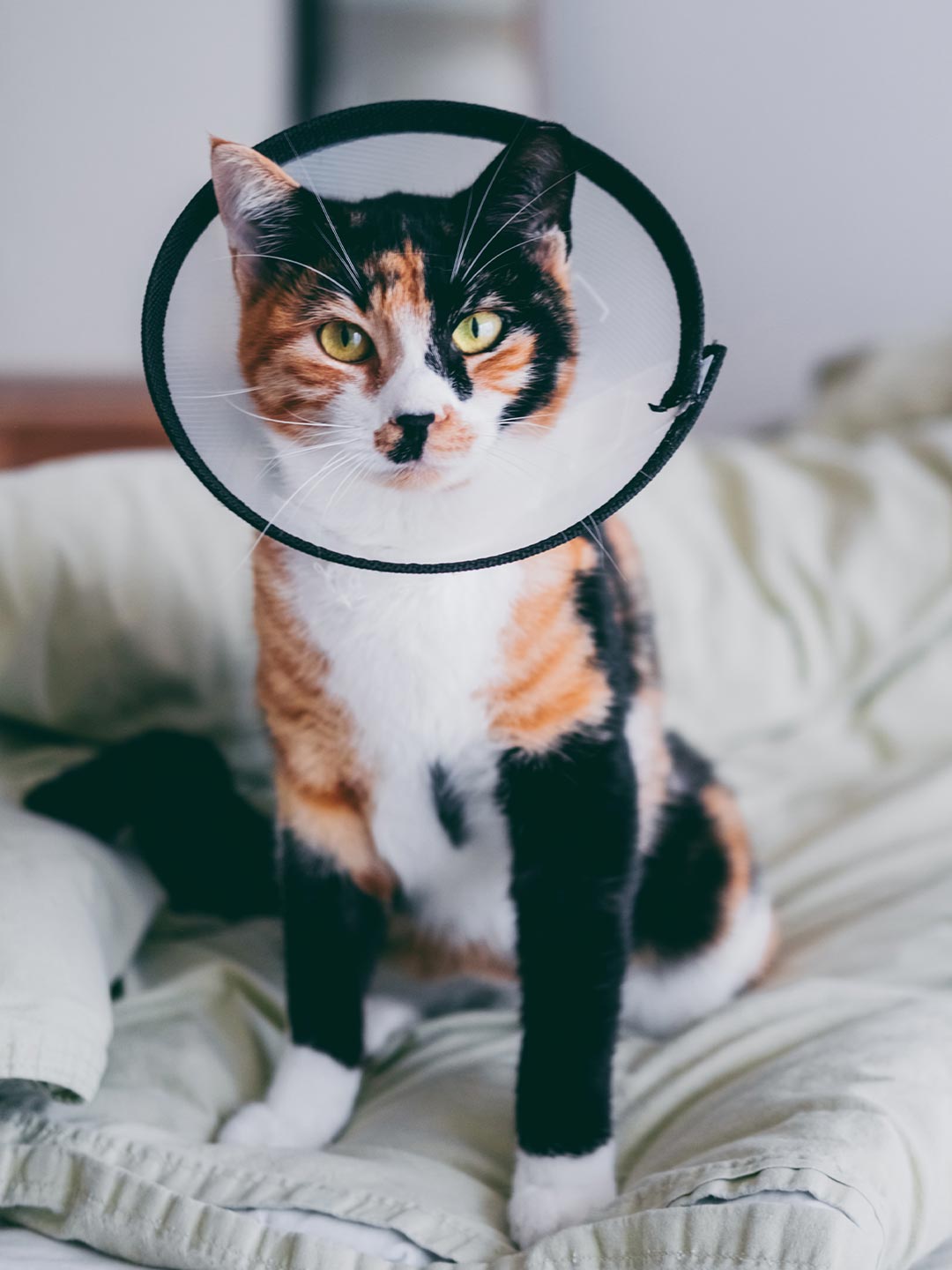 calico cat sitting on bed and wearing plastic cone calico cat sitting on bed and wearing plastic cone