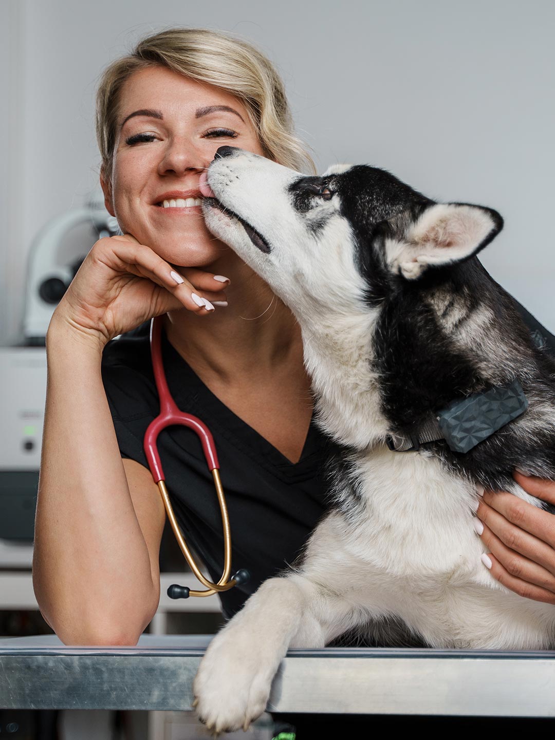 Female Veterinarian Smiling While Husky Dog Licks Face Female Veterinarian Smiling While Husky Dog Licks Face