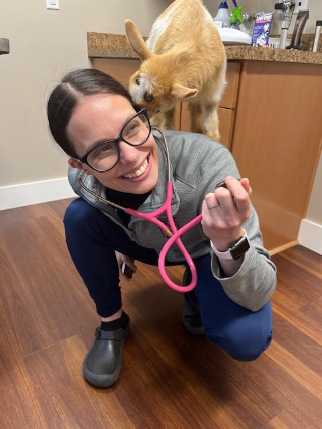 Goat small goat jumps on veterinarian's back