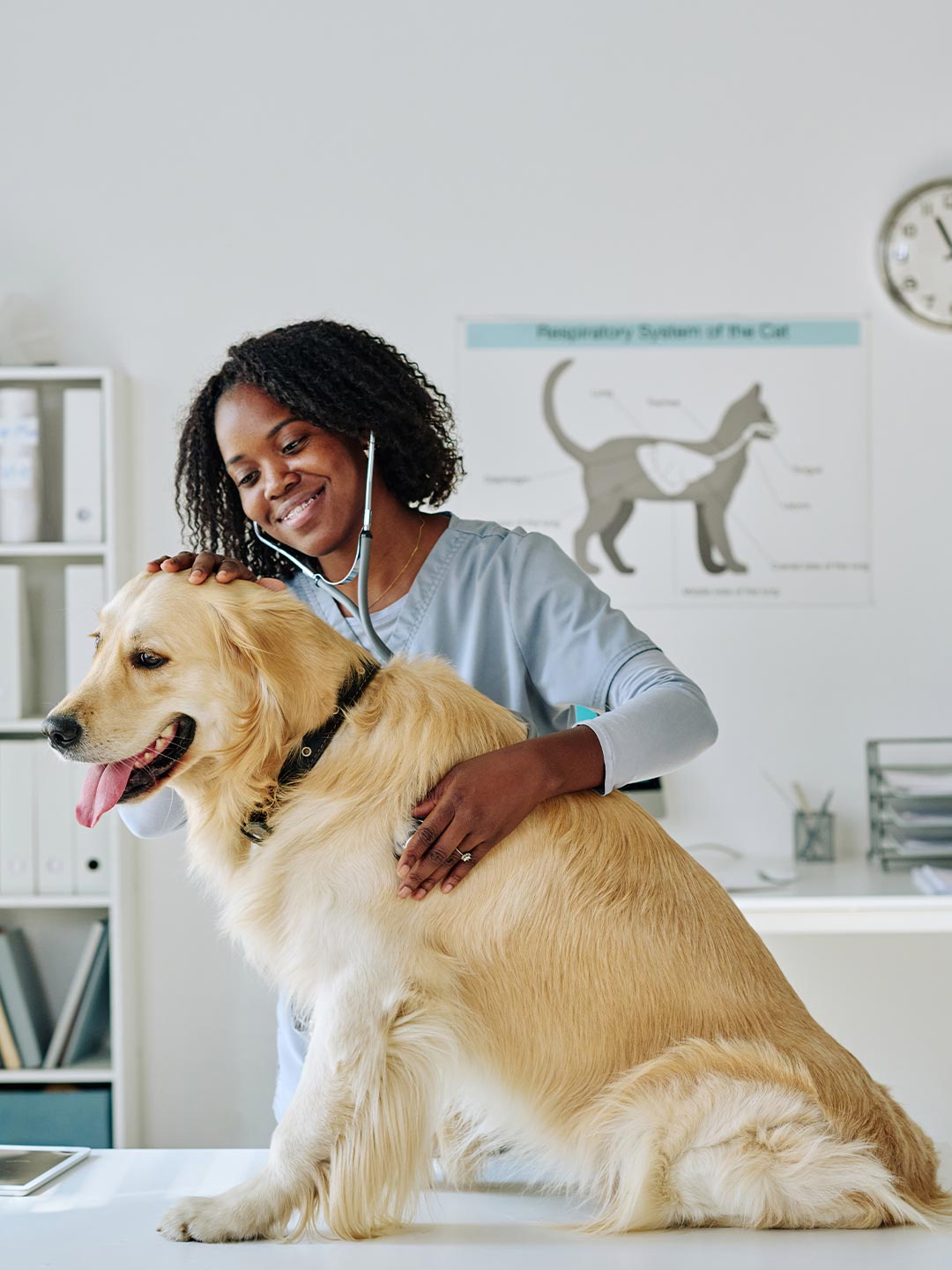 female veterinarian checking golden retriever's heart with stethoscope female veterinarian checking golden retriever's heart with stethoscope