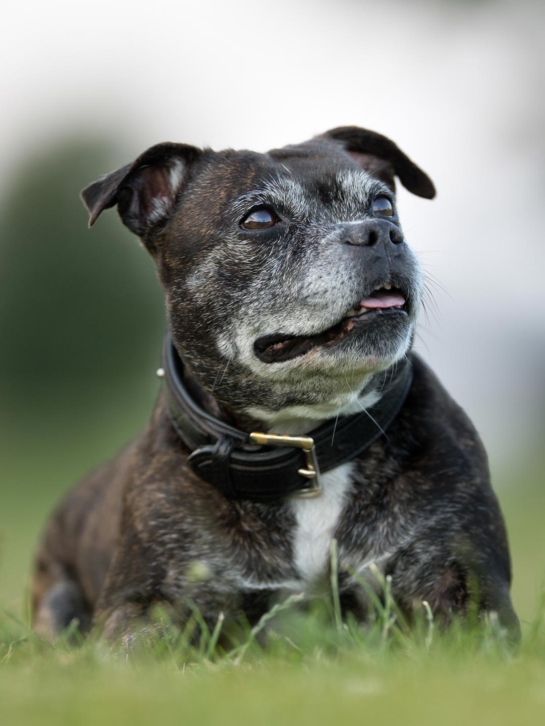Senior Staffordshire Bull Terrier Sitting Outside In Grass Senior Staffordshire Bull Terrier Sitting Outside In Grass
