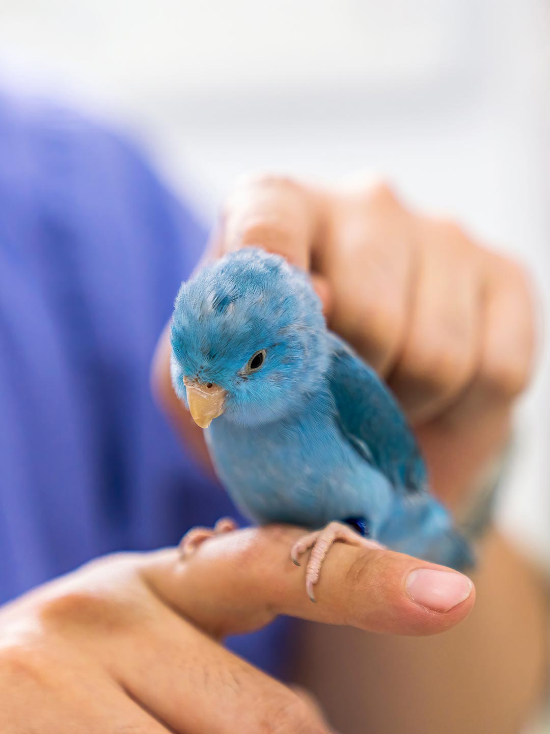 Staff Member Holding And Petting Small Blue Bird