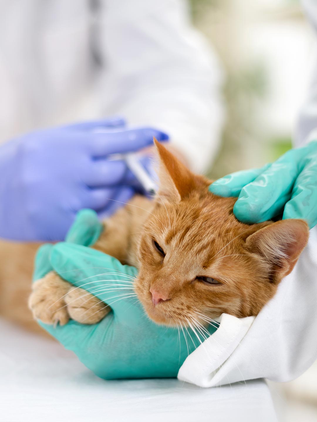 Staff Members Wearing Gloves Comforting Tabby Cat Before Vaccination Staff Members Wearing Gloves Comforting Tabby Cat Before Vaccination