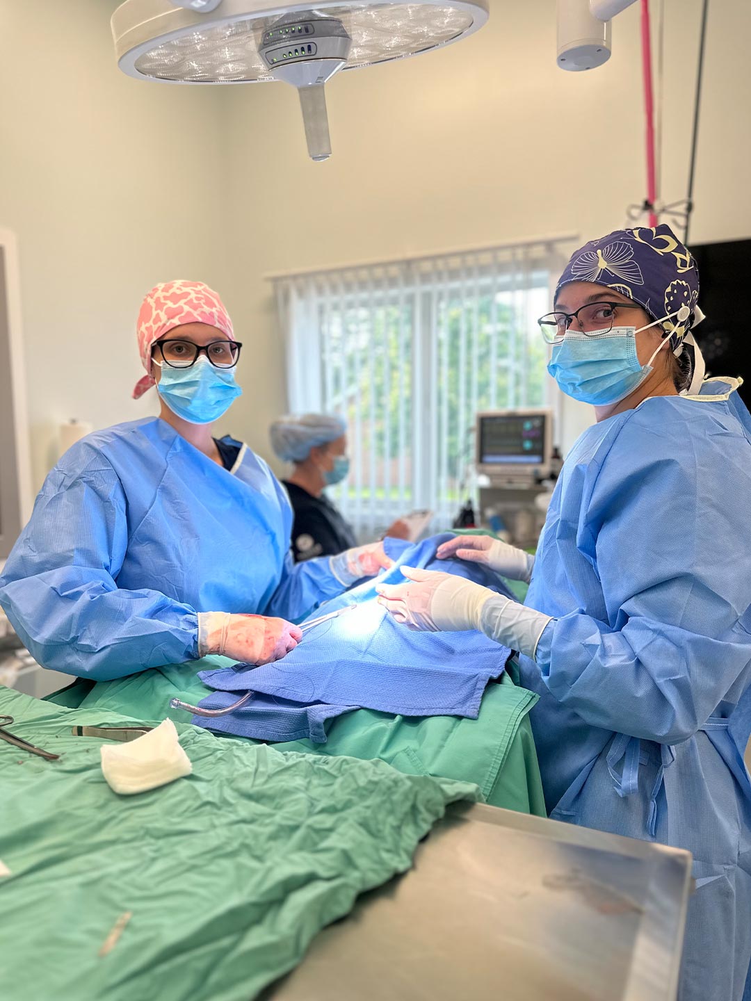 two female veterinarians preparing to perform surgery two female veterinarians preparing to perform surgery