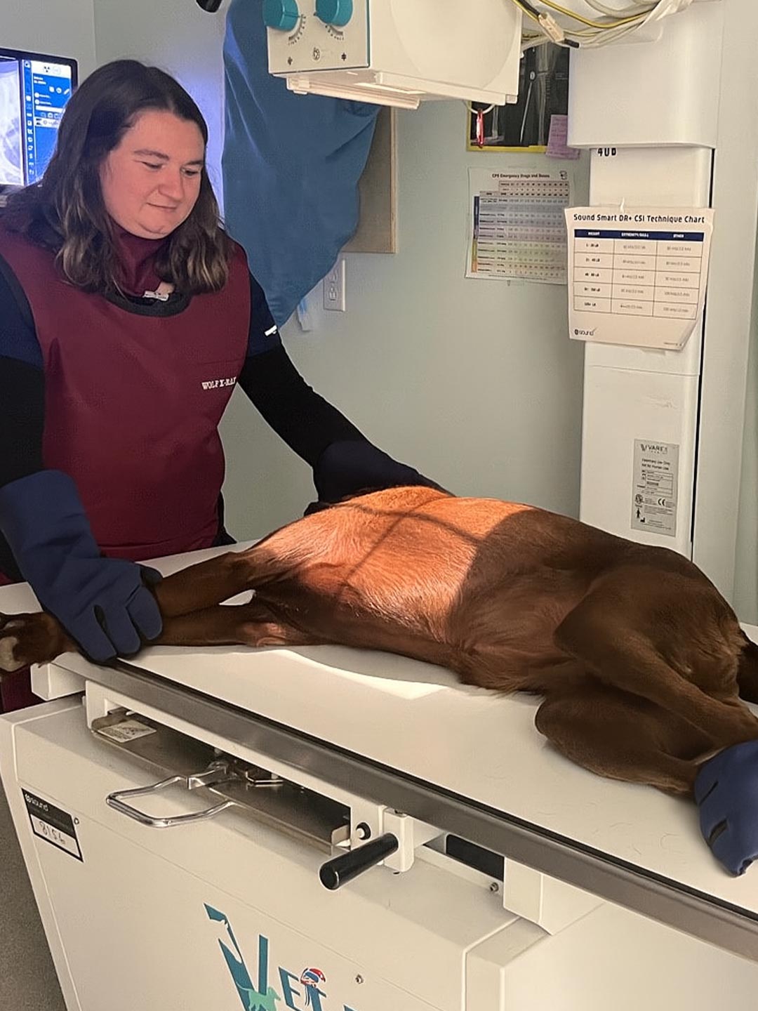 female technician holding large brown dog in position for x-ray female technician holding large brown dog in position for x-ray