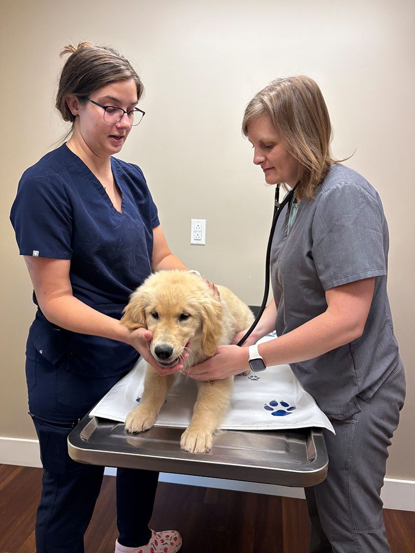 female veterinarian and assistant examining golden retriever puppy female veterinarian and assistant examining golden retriever puppy