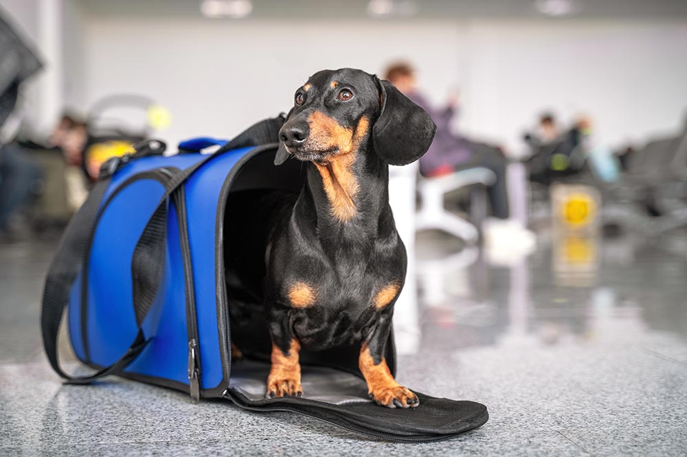 cute dachshund dog sitting in blue soft carrier in airport